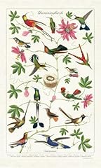 Cavallini co. hummingbirds for sale  Delivered anywhere in USA 