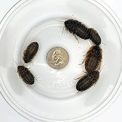 Dubia roaches 100 for sale  Delivered anywhere in USA 
