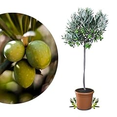 Rangerie livenbaum mezzo gebraucht kaufen  Wird an jeden Ort in Deutschland