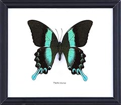 Green swallowtail butterfly for sale  Delivered anywhere in USA 