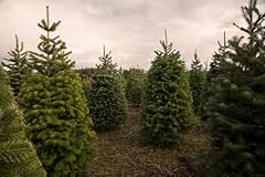 Douglas fir tree for sale  Delivered anywhere in USA 