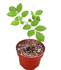 Ash tree sapling for sale  Delivered anywhere in UK