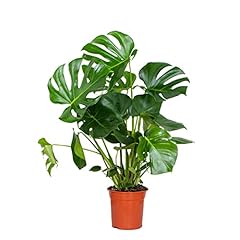 Monstera deliciosa plante d'occasion  Livré partout en France