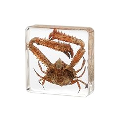 Taxidermy crab real for sale  Delivered anywhere in USA 