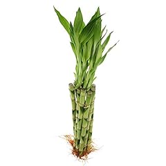 Stalks inches straight for sale  Delivered anywhere in USA 