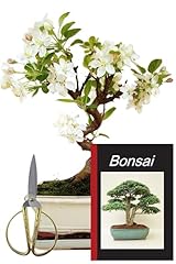 Genki bonsai freiland gebraucht kaufen  Wird an jeden Ort in Deutschland