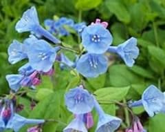 Virginia bluebells rhizoms for sale  Delivered anywhere in USA 