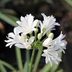 Agapanthus double diamond for sale  Delivered anywhere in UK