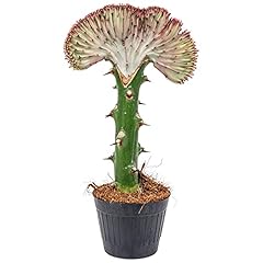Euphorbia lactea cristata gebraucht kaufen  Wird an jeden Ort in Deutschland