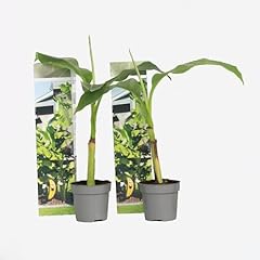 Plant box musa d'occasion  Livré partout en France