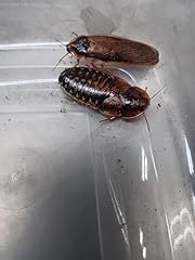 Generic dubia roach for sale  Delivered anywhere in USA 