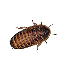 Dubia roaches small for sale  Delivered anywhere in UK