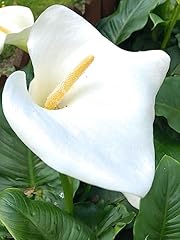 Tuber white arum for sale  Delivered anywhere in UK