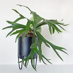 Houseplant common staghorn for sale  Delivered anywhere in UK