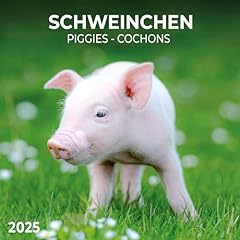 Piggies schweinchen 2025 gebraucht kaufen  Wird an jeden Ort in Deutschland
