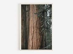 Redwood tree eureka for sale  Delivered anywhere in USA 