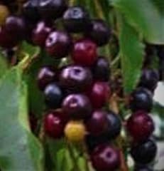 Live tasty sweet for sale  Delivered anywhere in USA 