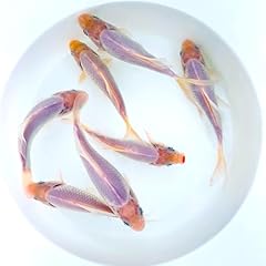 Toledo goldfish solid for sale  Delivered anywhere in USA 