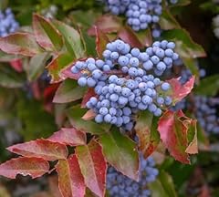 Seeds creeping barberry for sale  Delivered anywhere in USA 