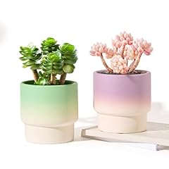 Sthie small succulent for sale  Delivered anywhere in USA 