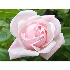 Unknown cherie roses for sale  Delivered anywhere in USA 