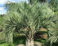 Butia odorata plantation d'occasion  Livré partout en France