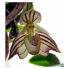 Beautiful cypripedium seeds for sale  Delivered anywhere in UK