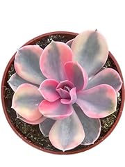 Live succulent echeveria for sale  Delivered anywhere in USA 