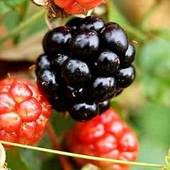 Froze red mulberry for sale  Delivered anywhere in USA 