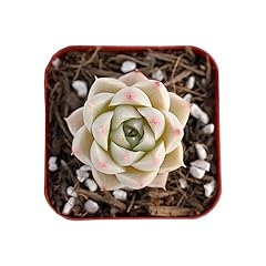 Succulent echeveria white for sale  Delivered anywhere in USA 