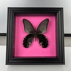 Taxidermy mounted frame for sale  Delivered anywhere in UK