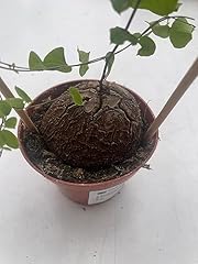Dioscorea elephantipes pianta usato  Spedito ovunque in Italia 