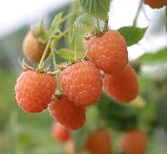 Double gold raspberry for sale  Delivered anywhere in USA 
