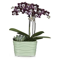 Plants blooms shop for sale  Delivered anywhere in USA 