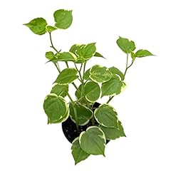 Bubbleblooms cupid peperomia for sale  Delivered anywhere in USA 