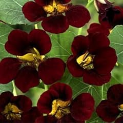 Nasturtium dwarf tom for sale  Delivered anywhere in UK
