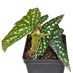 Begonia fibrous hybrid for sale  Delivered anywhere in USA 