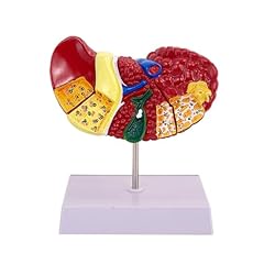 Human liver model for sale  Delivered anywhere in USA 