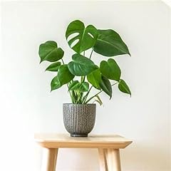 Monstera deliciosa swiss for sale  Delivered anywhere in UK