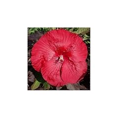 Xxl hibiscus carousel gebraucht kaufen  Wird an jeden Ort in Deutschland