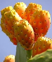 Opuntia di fico d'India Frutta tonno Sabra Nopal Paddle Cactus Seeds 25 PCS usato  Spedito ovunque in Italia 
