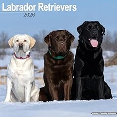 Labrador retrievers 2026 for sale  Delivered anywhere in UK