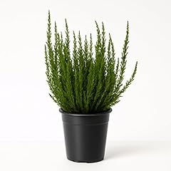 Easy grow calluna for sale  Delivered anywhere in USA 