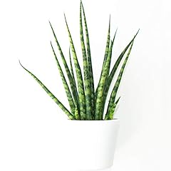 Sansevieria cyclindrica africa for sale  Delivered anywhere in UK
