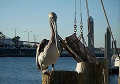 Hansepuzzle 31131 pelikan gebraucht kaufen  Wird an jeden Ort in Deutschland