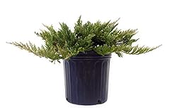Juniperus hor. blue for sale  Delivered anywhere in USA 