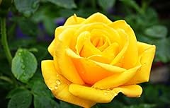 Yellow rose rosa for sale  Delivered anywhere in USA 