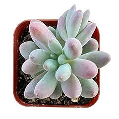 Rare succulent pachyphytum for sale  Delivered anywhere in USA 