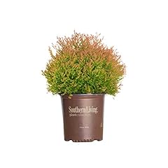 Southern living plants for sale  Delivered anywhere in USA 