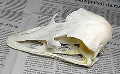 10pcs ostrich skull for sale  Delivered anywhere in USA 